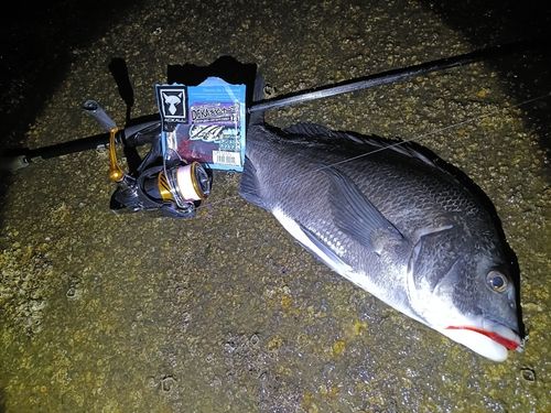 チヌの釣果