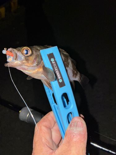 タケノコメバルの釣果