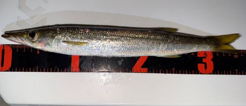 カマスの釣果