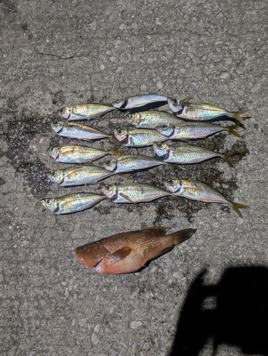 アジの釣果