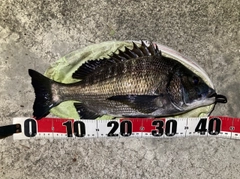 クロダイの釣果