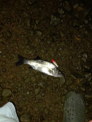 セイゴ（ヒラスズキ）の釣果