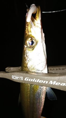 カマスの釣果