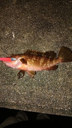 アコウの釣果
