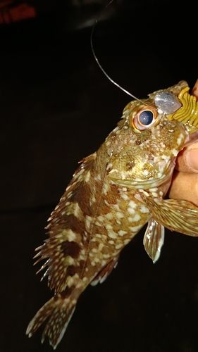 ガシラの釣果