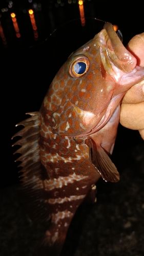 アコウの釣果