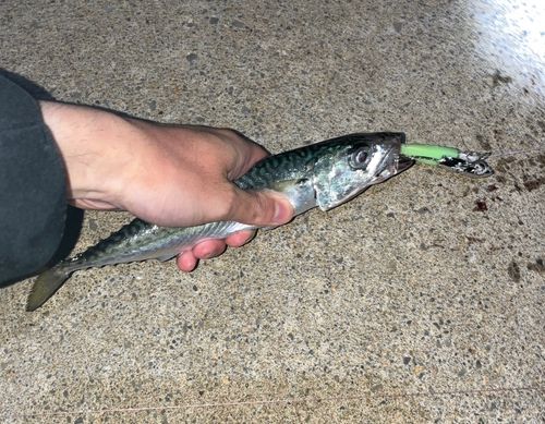 サバの釣果