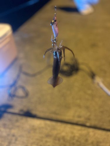 スルメイカの釣果