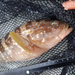 キジハタの釣果