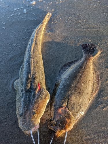 マゴチの釣果