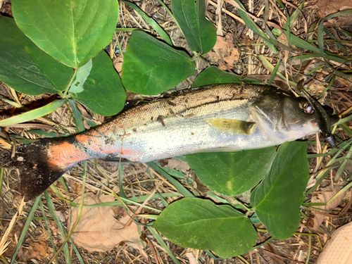 セイゴ（マルスズキ）の釣果