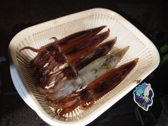 イカの釣果