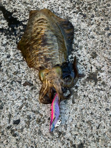 アオリイカの釣果