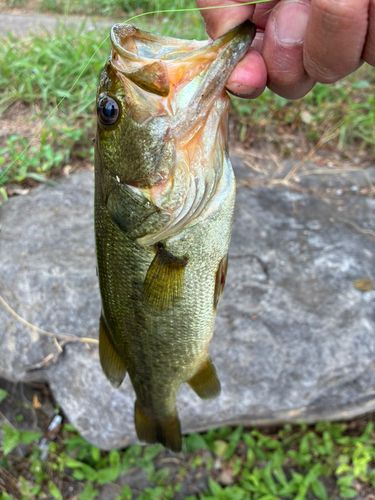 ラージマウスバスの釣果
