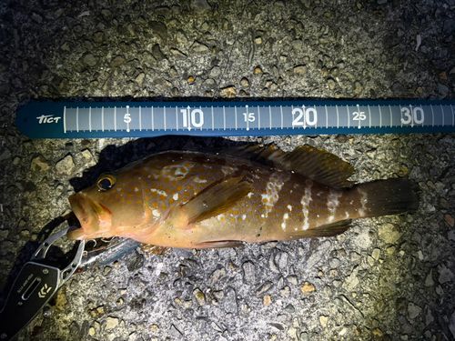 アコウの釣果