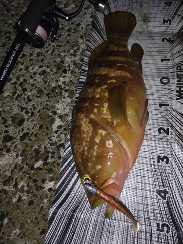 キジハタの釣果
