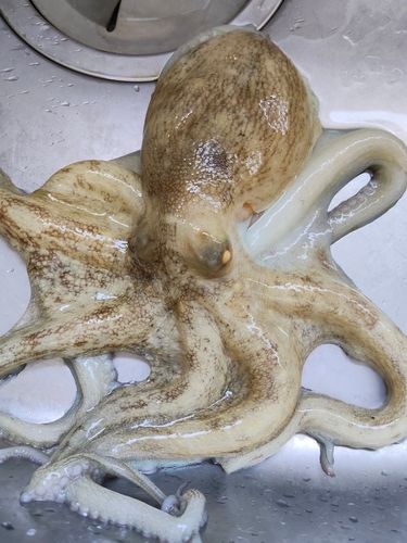 マダコの釣果