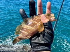 キジハタの釣果