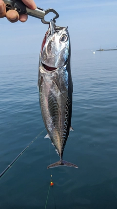 ソウダガツオの釣果