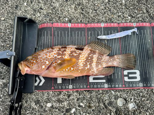 キジハタの釣果