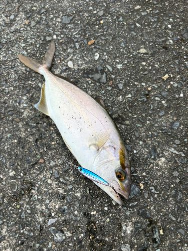 ネイリの釣果