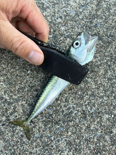 サバの釣果