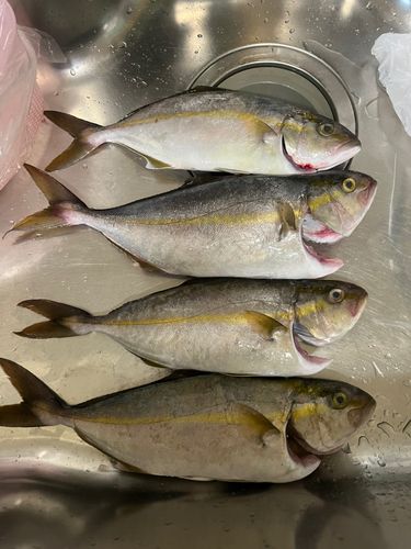シオの釣果