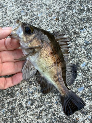 メバルの釣果
