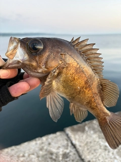 アカメバルの釣果