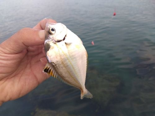 ヒイラギの釣果