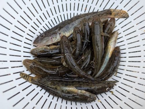 マハゼの釣果