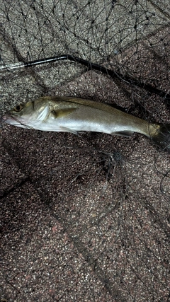 セイゴ（マルスズキ）の釣果