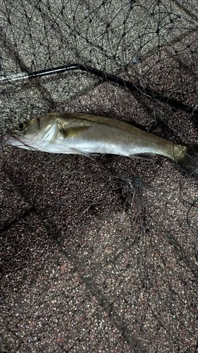 セイゴ（マルスズキ）の釣果