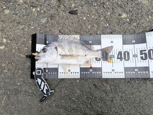 キチヌの釣果