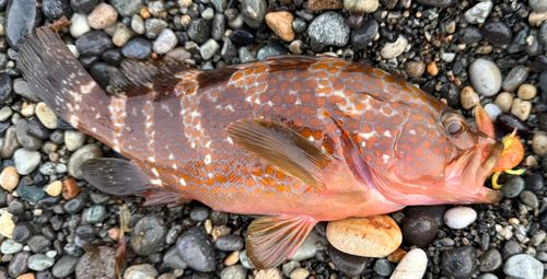 キジハタの釣果
