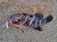 キジハタの釣果