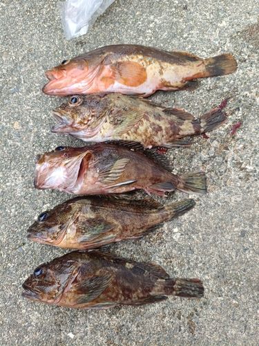 キジハタの釣果