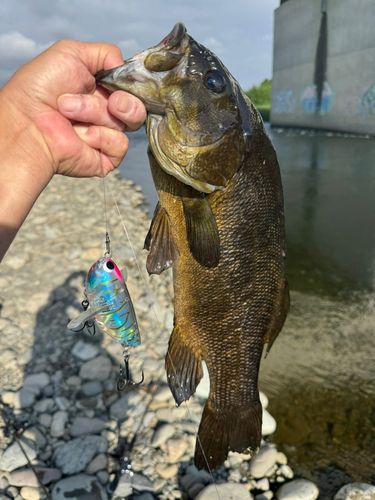 スモールマウスバスの釣果