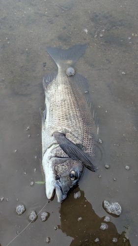 アングラー04672425さんの2026年08月04日(火)の釣行(大分県 - 守江湾