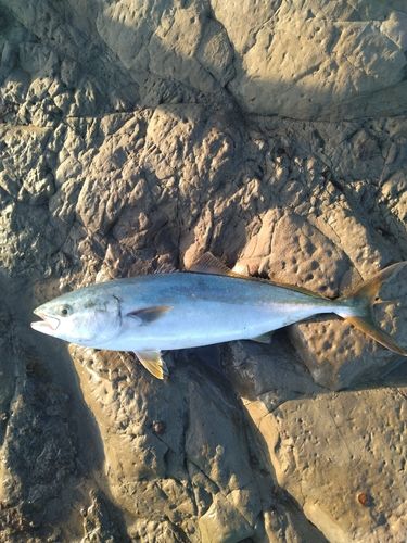 イナダの釣果