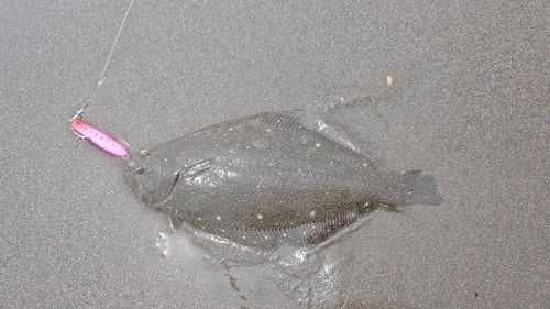 ソゲの釣果