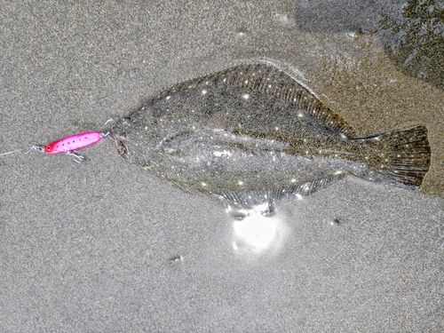 ソゲの釣果