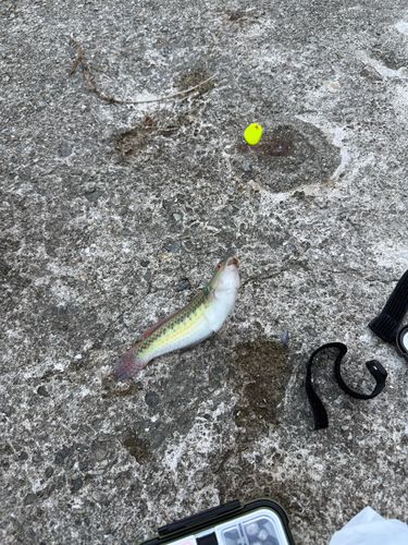ベラの釣果