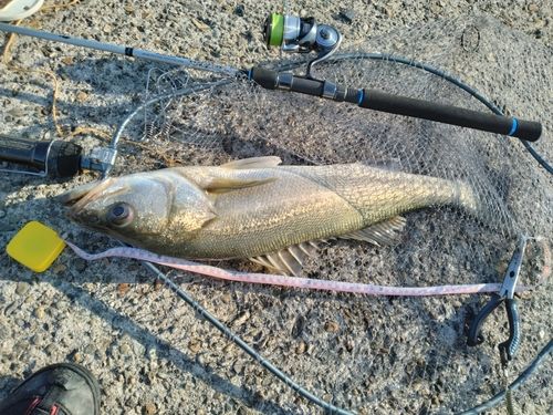 スズキの釣果