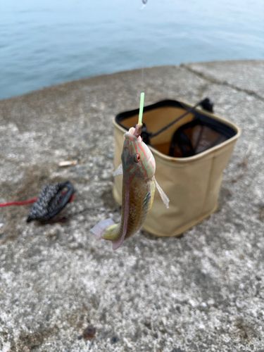 ベラの釣果