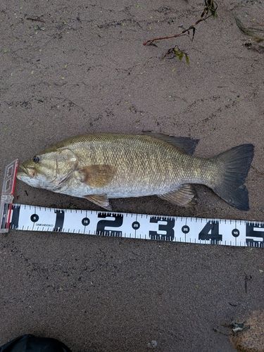 スモールマウスバスの釣果