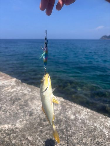 シオの釣果