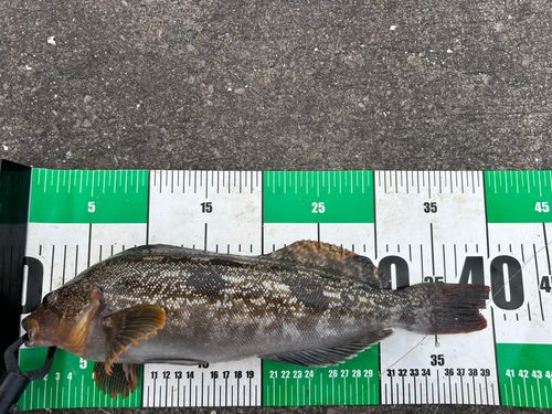 アイナメの釣果