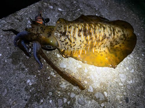 アオリイカの釣果