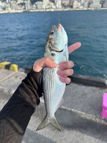 コノシロの釣果